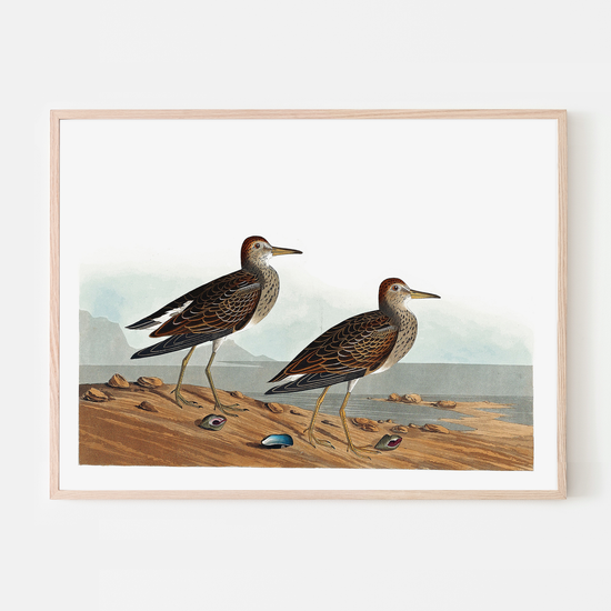 Vintage Shorebirds