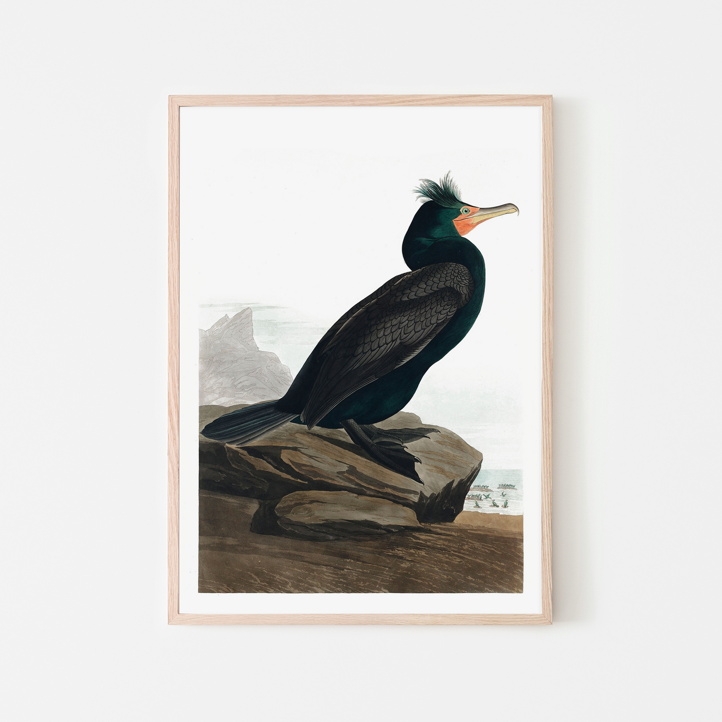 Vintage  Dark and Coral Beak Shorebird