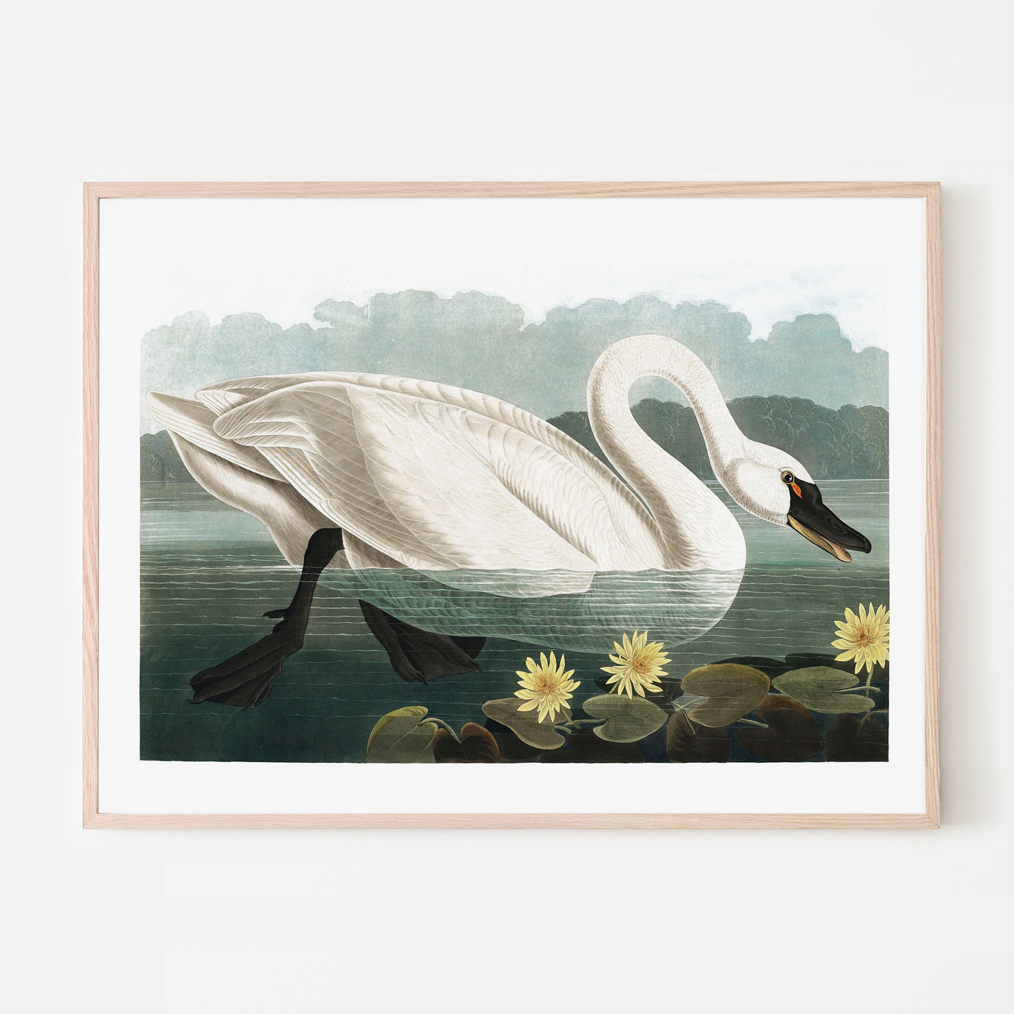 Swan on the Water No. 1