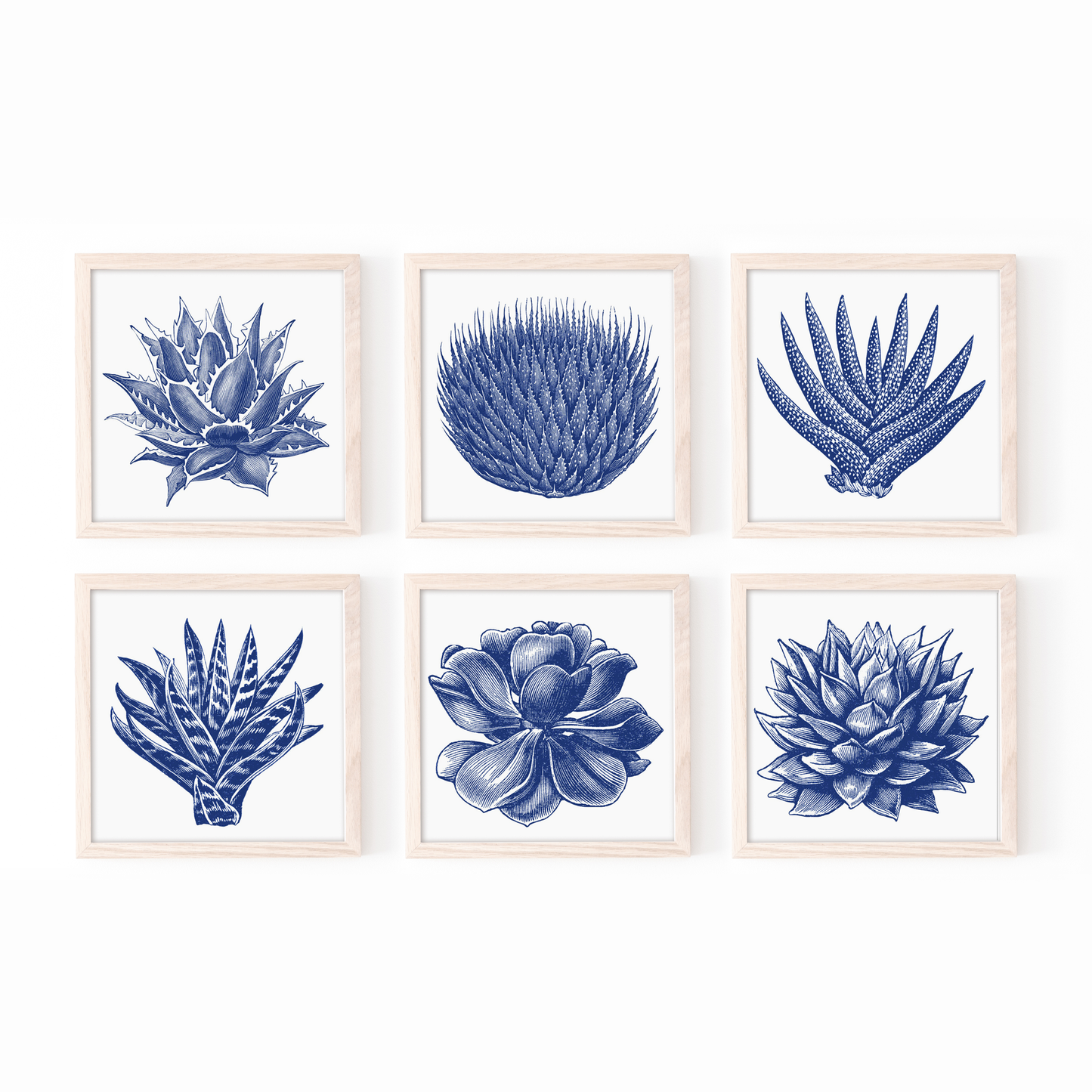 vintage succulent illustration Succulent Illustration Set of 6