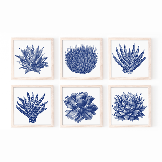 Succulent Illustration Set of 6